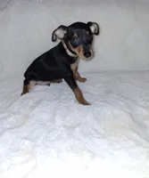 AKC Black M 🤎, a male Miniature Pinscher for sale in Ocala, FL – 1 of 10
