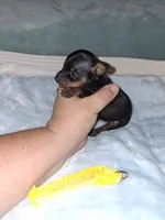 Black / rust M 💛, a male Miniature Pinscher for sale in Ocala, FL – 3 of 7