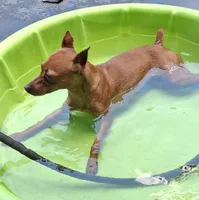 Coming soon!!, a  Miniature Pinscher for sale in Ocala, FL – 3 of 8