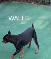 AKC chocolate M 🖤, a male Miniature Pinscher for sale in Ocala, FL – 8 of 9