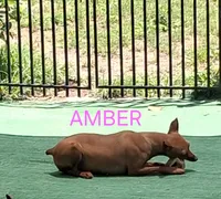 AKC Black M 🤎, a male Miniature Pinscher for sale in Ocala, FL – 5 of 9