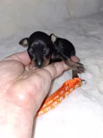 Black/ rust M 🧡, a male Miniature Pinscher for sale in Ocala, FL – 2 of 9