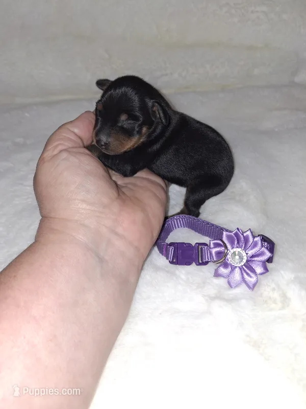 AKC Black F 💜 – Miniature Pinscher puppy for sale in Ocala, FL
