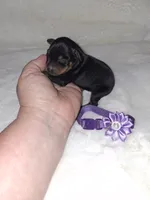 AKC Black F 💜, a female Miniature Pinscher for sale in Ocala, FL – 1 of 5