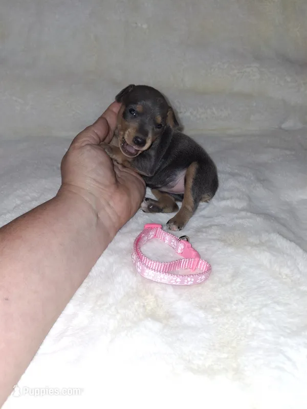 Harlequin Pinscher F – Miniature Pinscher puppy for sale in Ocala, FL