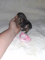 Harlequin Pinscher F, a female Miniature Pinscher for sale in Ocala, FL – 5 of 9