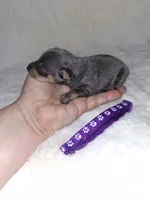 Blue/ tan F 💜, a female Miniature Pinscher for sale in Ocala, FL – 3 of 7