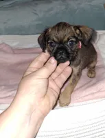 Belge (smooth) 💖, a female Brussels Griffon for sale in Ocala, FL – 5 of 6