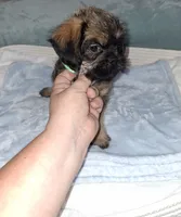 Belge Male 💚, a male Brussels Griffon for sale in Ocala, FL – 2 of 3