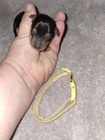 Black male 🥇, a male Miniature Pinscher for sale in Ocala, FL – 2 of 4