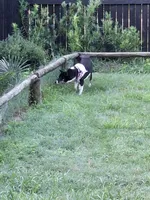 Foxy, a female Shiba Inu for sale in Ocala, FL – 2 of 5