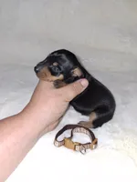 AKC Black M 🤎, a male Miniature Pinscher for sale in Ocala, FL – 2 of 9