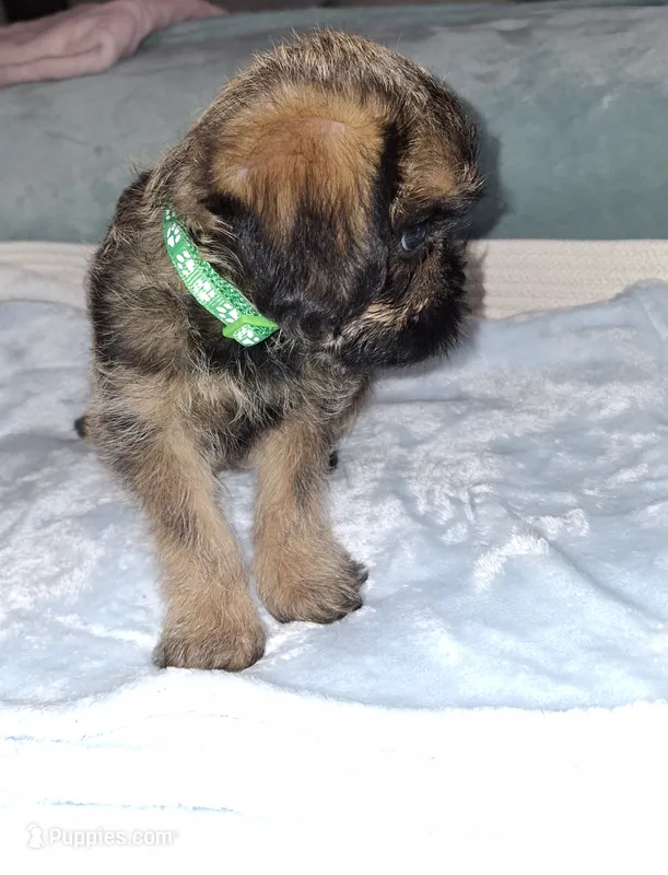 Belge Male 💚 – Brussels Griffon puppy for sale in Ocala, FL