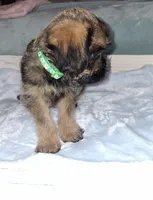 Belge Male 💚, a male Brussels Griffon for sale in Ocala, FL – 1 of 3