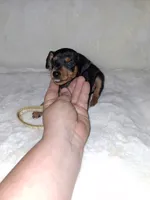 Harlequin Pinscher M🥇, a male Miniature Pinscher for sale in Ocala, FL – 4 of 7