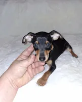 AKC Black M 🤎, a male Miniature Pinscher for sale in Ocala, FL – 6 of 10