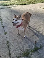 Nala, a female Shiba Inu for sale in Ocala, FL – 7 of 7
