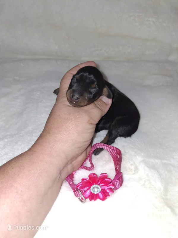 AKC black F 🩷 – Miniature Pinscher puppy for sale in Ocala, FL