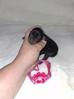 AKC black F 🩷, a female Miniature Pinscher for sale in Ocala, FL – 1 of 7