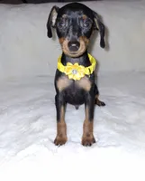 AKC Black M 💛, a male Miniature Pinscher for sale in Ocala, FL – 2 of 9