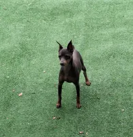 Black / rust F 💓, a female Miniature Pinscher for sale in Ocala, FL – 7 of 8