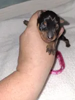 Black / rust F 💓, a female Miniature Pinscher for sale in Ocala, FL – 4 of 8