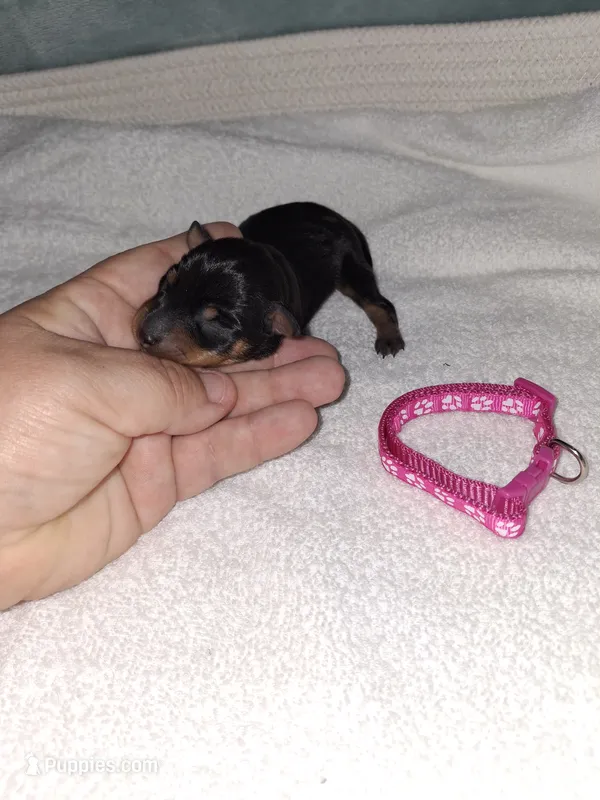 Black / rust F 💓 – Miniature Pinscher puppy for sale in Ocala, FL