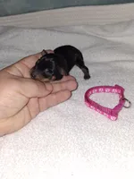 Black / rust F 💓, a female Miniature Pinscher for sale in Ocala, FL – 1 of 8