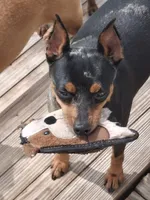Black merle M 💚, a male Miniature Pinscher for sale in Ocala, FL – 4 of 5