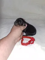 AKC black F ❤️, a female Miniature Pinscher for sale in Ocala, FL – 3 of 6