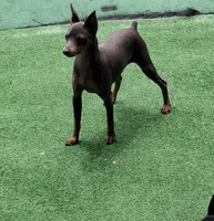 Black / rust F 💓, a female Miniature Pinscher for sale in Ocala, FL – 5 of 8