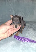 Blue/ tan F 💜, a female Miniature Pinscher for sale in Ocala, FL – 6 of 10