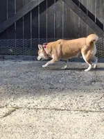 Nala, a female Shiba Inu for sale in Ocala, FL – 2 of 7