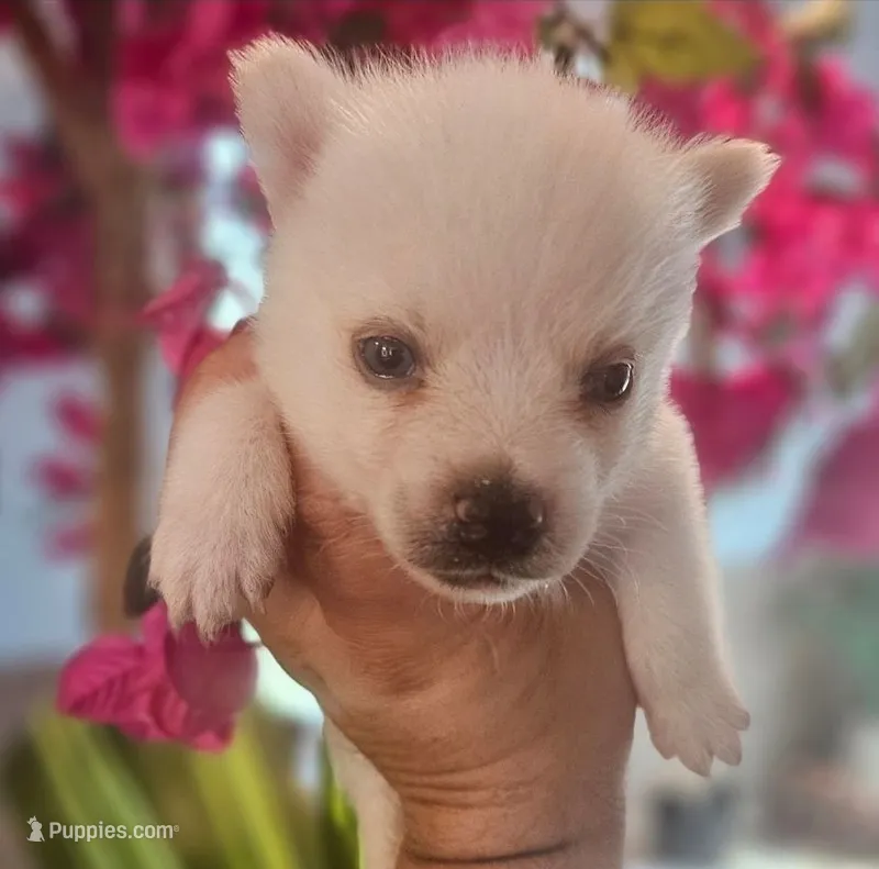 Snow – Pomsky puppy on hold in Ocala, FL