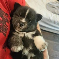 Jack White, a male Pomsky for sale in Ocala, FL – 4 of 4