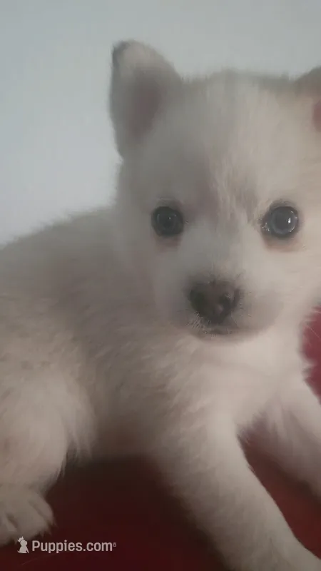 Aurora – Pomsky puppy for sale in Ocala, FL