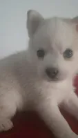 Aurora , a female Pomsky for sale in Ocala, FL – 5 of 7