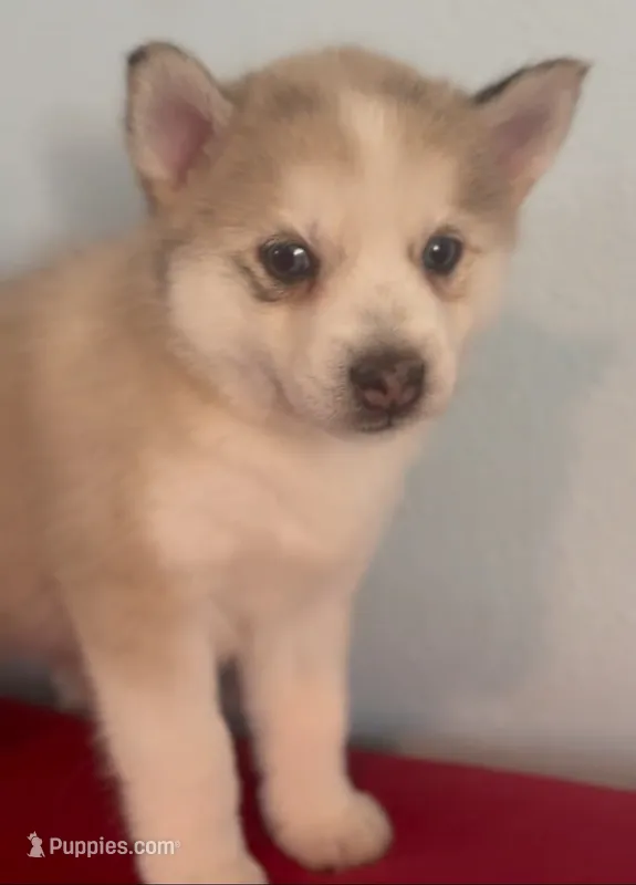 Irvin – Pomsky puppy for sale in Ocala, FL