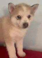 Irvin, a male Pomsky for sale in Ocala, FL – 1 of 6