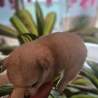 Cassidy, a female Pomsky for sale in Ocala, FL – 3 of 7