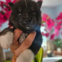 Emmett, a male Pomsky for sale in Ocala, FL – 5 of 6