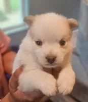 Aurora , a female Pomsky for sale in Ocala, FL – 2 of 7