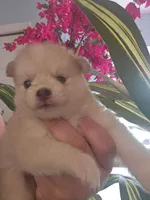 Cassidy, a female Pomsky for sale in Ocala, FL – 7 of 7