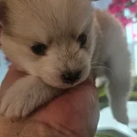 Cassidy, a female Pomsky for sale in Ocala, FL – 4 of 7
