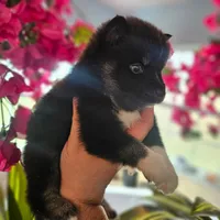 Emmett, a male Pomsky for sale in Ocala, FL – 3 of 6