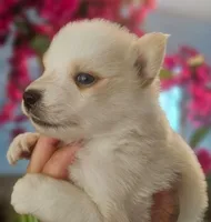 Apollo, a male Pomsky for sale in Ocala, FL – 2 of 5