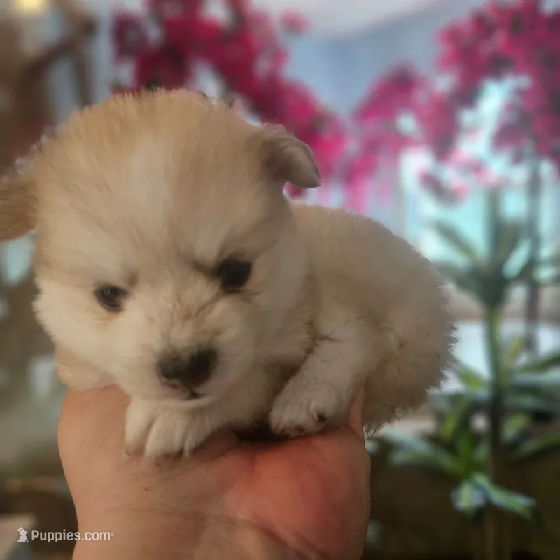 Cassidy – Pomsky puppy for sale in Ocala, FL