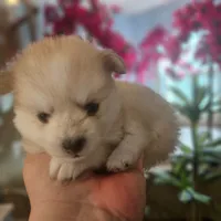 Cassidy, a female Pomsky for sale in Ocala, FL – 1 of 7
