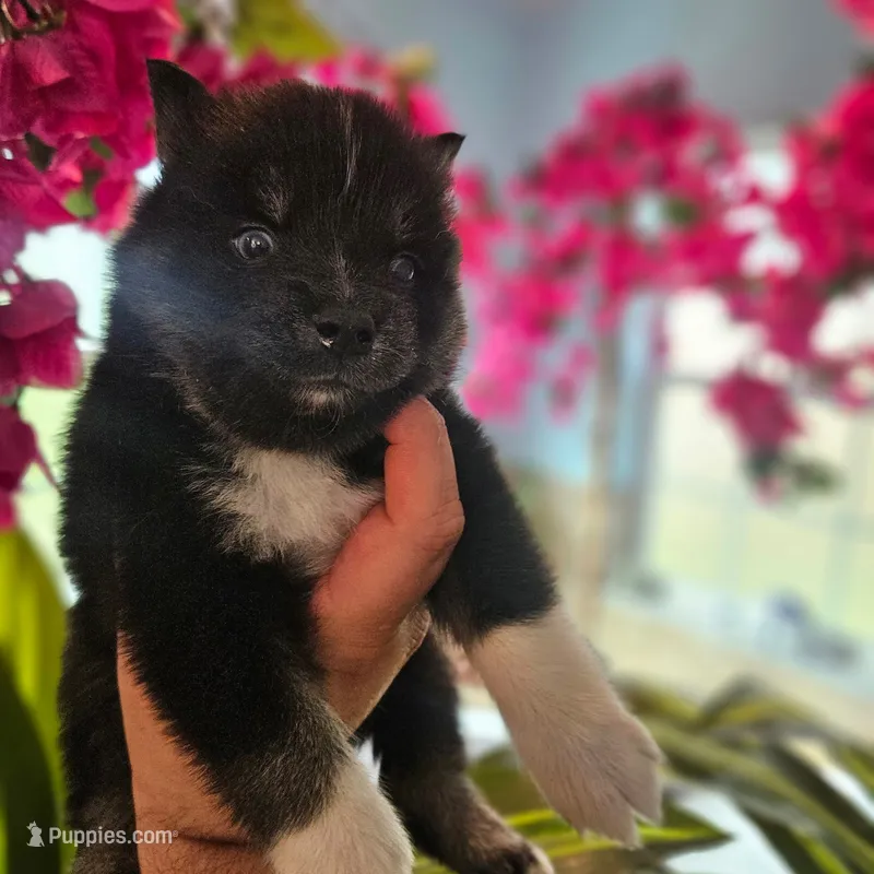 Emmett – Pomsky puppy for sale in Ocala, FL