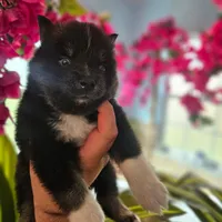 Emmett, a male Pomsky for sale in Ocala, FL – 1 of 6